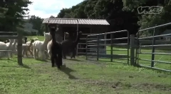 Alpaca